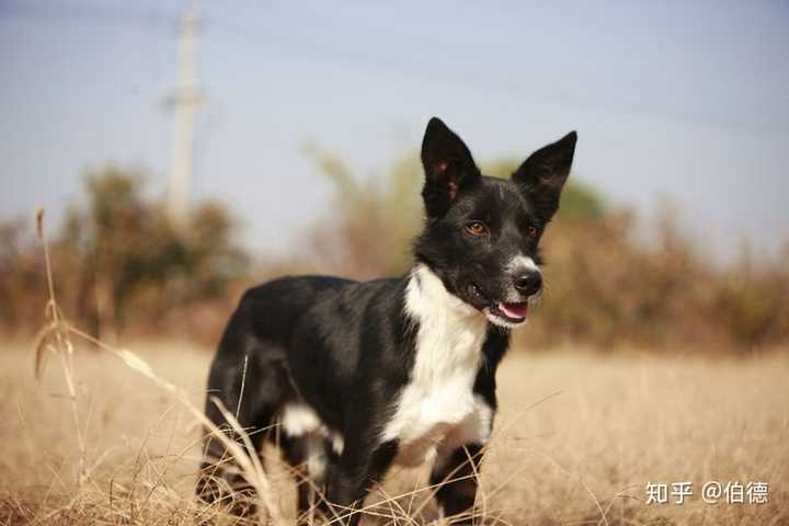 可搜索伯德庄园,国内专业的边境牧羊犬工作犬犬舍