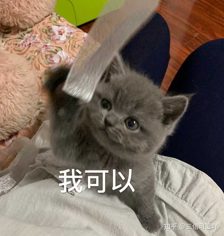 有没有可爱又沙雕的自家猫咪表情包