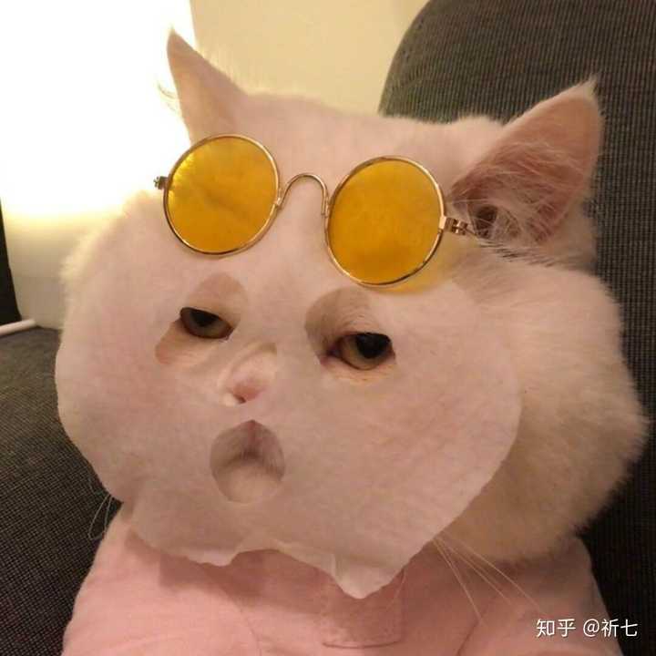 求颜色鲜艳的可爱猫狗熊猫微信头像?