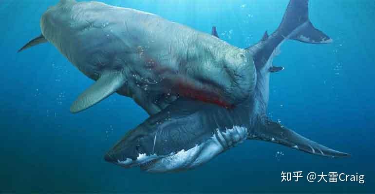 梅氏利维坦鲸和巨齿鲨哪个更厉害些