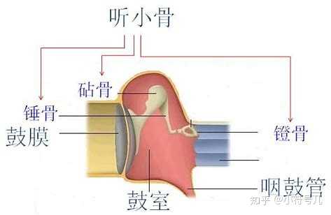 学生 1 人赞同了该回答 我觉得听小骨是摸不到的233 左右各三块很小