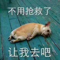 你有什么清奇有趣的表情包?