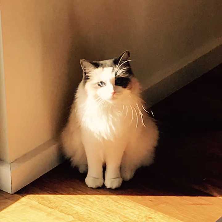 家里有一只怎么拍都上镜的猫是一种什么体验?