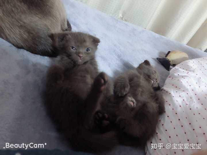 暹罗猫和蓝猫生的猫宝宝什么样