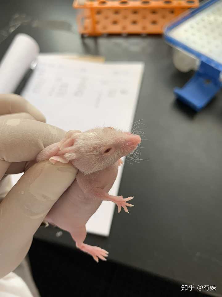 医学生们在做实验时有想过偷一只小白鼠回去养吗?