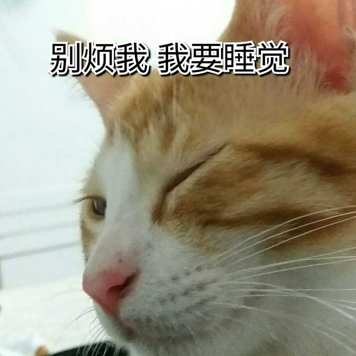 自己养的猫做的哪些表情包让你觉得最为惊艳?