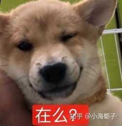 养柴犬真的很棒,感觉已经成为自己的孩子了,抱出去打疫苗,别人会来问