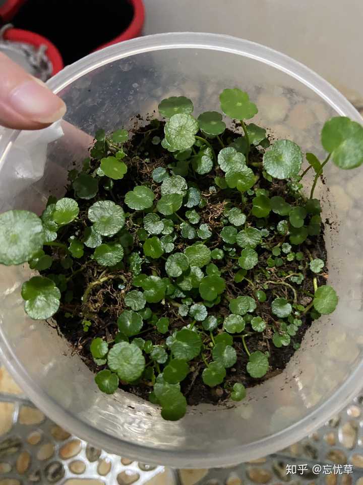 铜钱草怎么养?