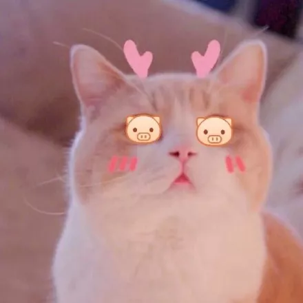 有没有比较可爱又有点搞笑的动物头像?最好是猫?