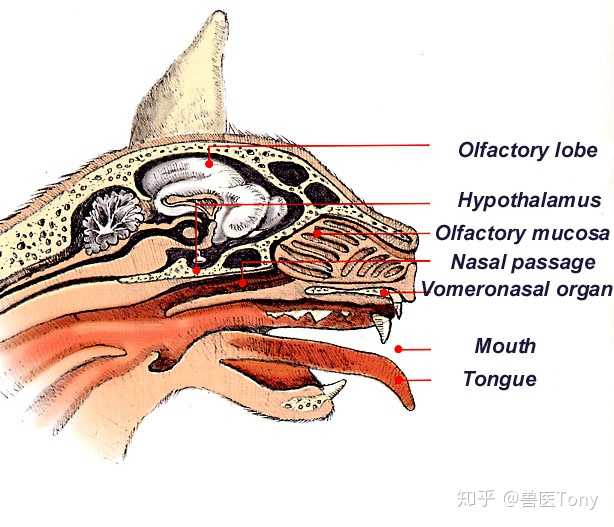 猫矢状面