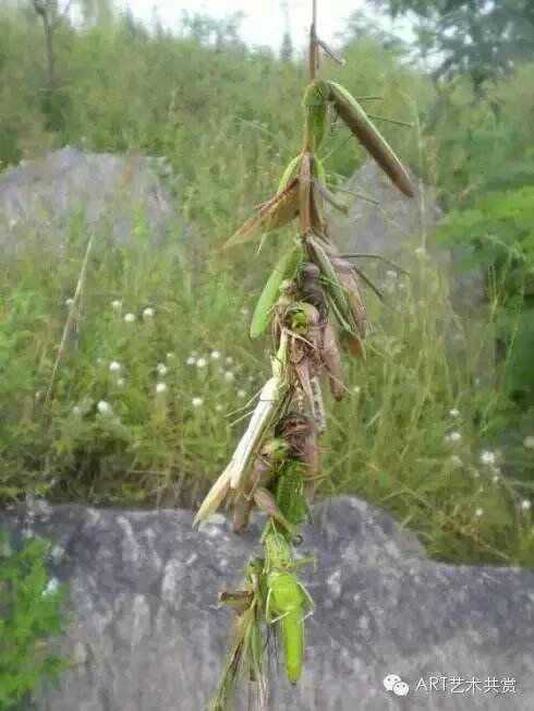 我们蚂蚱分三种