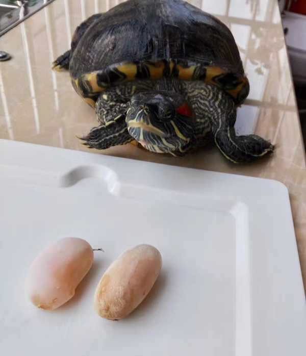 乌龟能活多久?巴西龟呢?