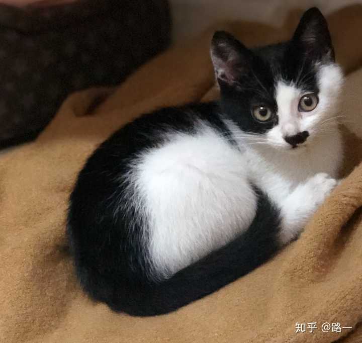 想看看你们的奶牛猫可以吗?