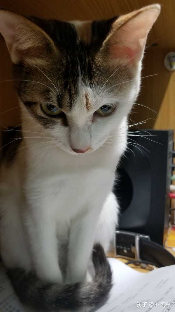 如何惹一只猫生气?