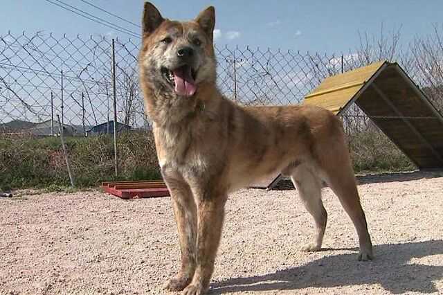 韩国有像日本柴犬一样的本土犬种吗?