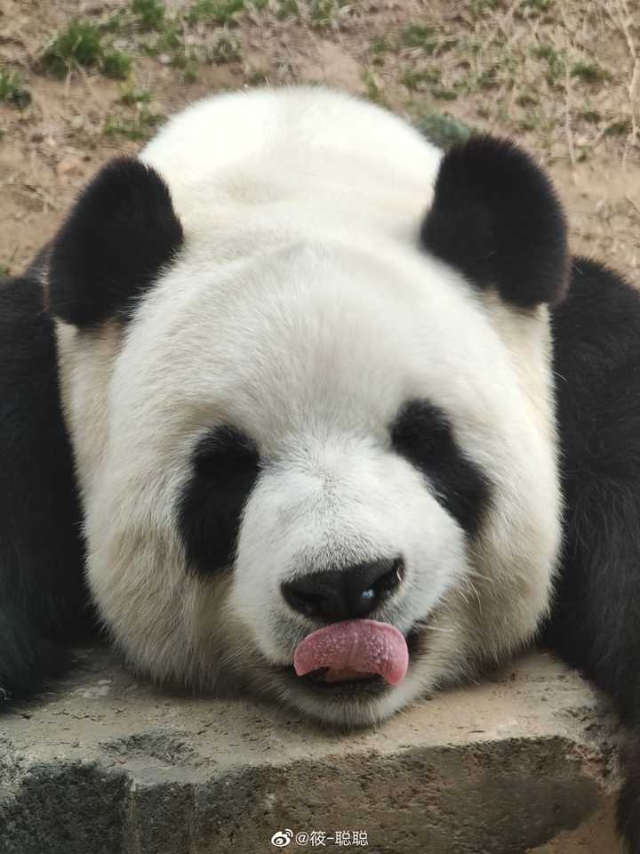 为何大熊猫这样的动物都破一千头了还这么小心地保护