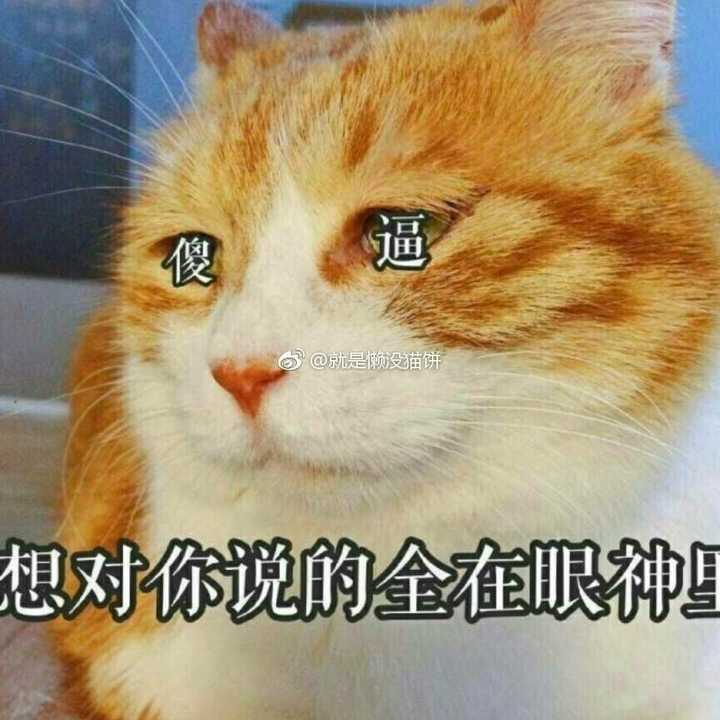 为什么很多知乎用户喜欢使用猫咪的表情包?