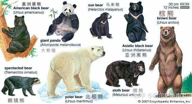 webarebears现存熊科成员图鉴