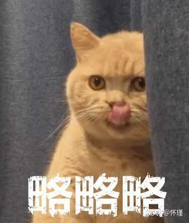 各位小伙伴有没有暗中观察橘猫的表情或者头像?