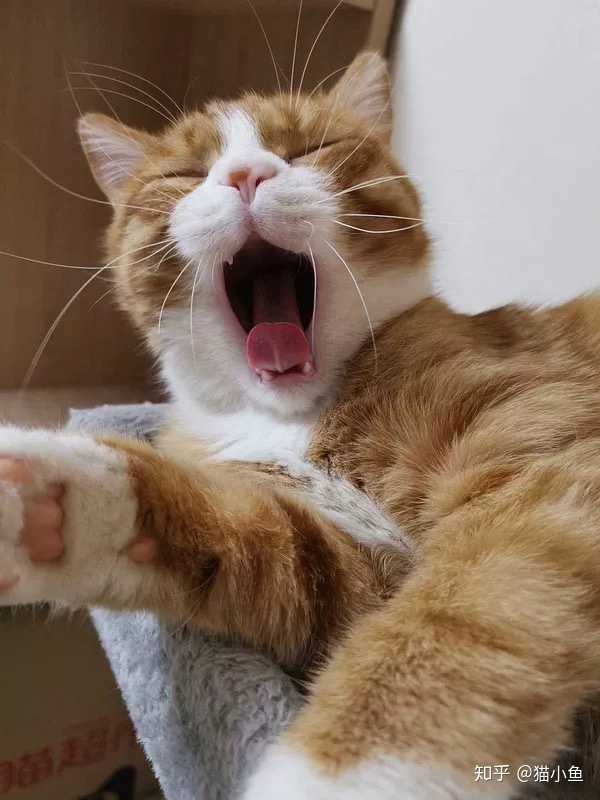 猫咪打哈欠是因为困了吗