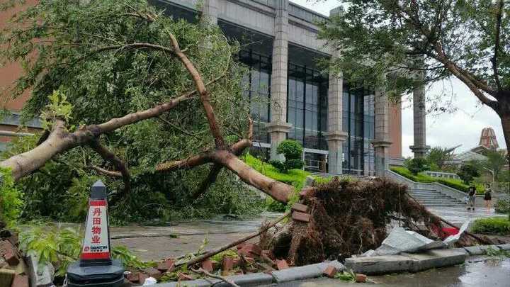 多图杀猫…台风灾后重建确实挺给力.莫兰迪过后我们是这样的