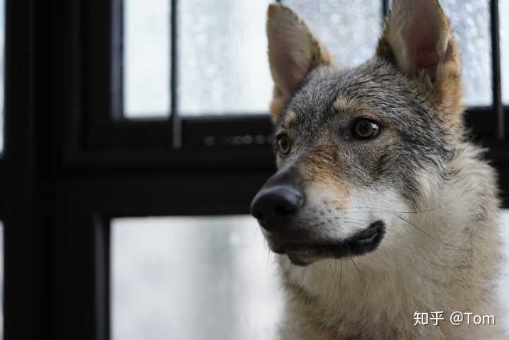 养捷克狼犬是怎样一种体验