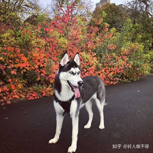 二哈,也就是哈士奇串的特征: 全身大面积黑色被毛,蓝眼,"三把火",长