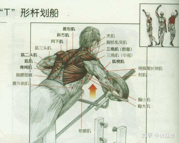此动作与俯身划船相似,主要锻炼背阔肌,大圆肌,斜方肌和菱形肌等.