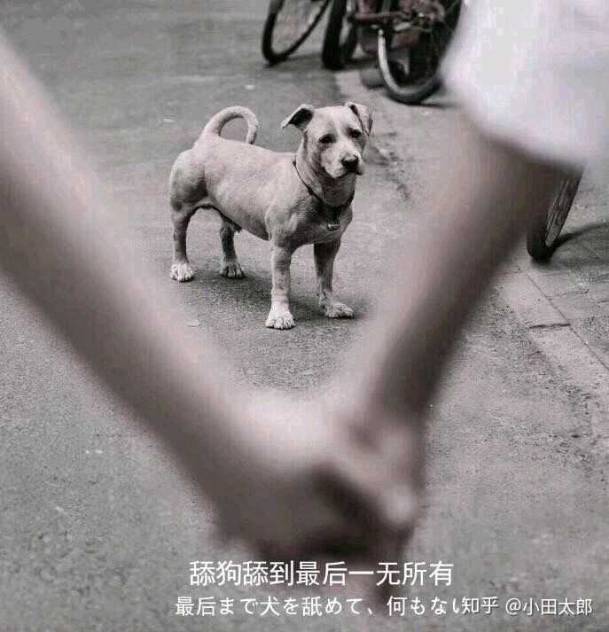 舔狗到底有多么卑微?