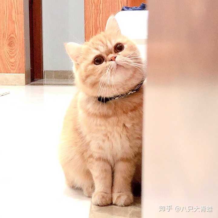 这题是对我圆脸猫身份信息采集是吗?