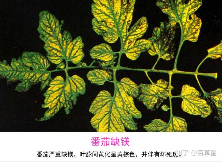 而硫在植物体内的移动性较小,缺硫症状常出现在植物顶部较幼嫩的部位