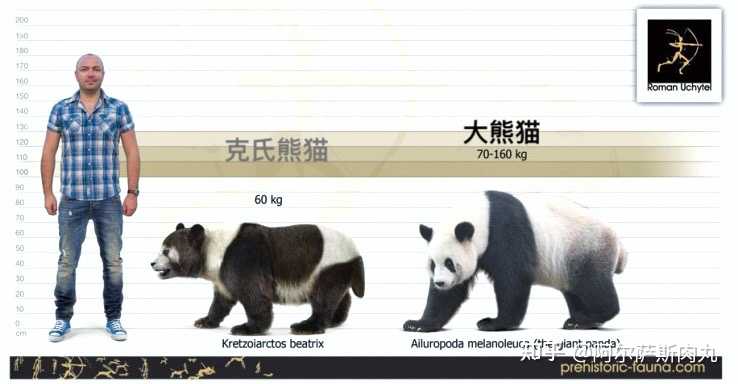 潘达panda溯源始熊猫克氏熊猫
