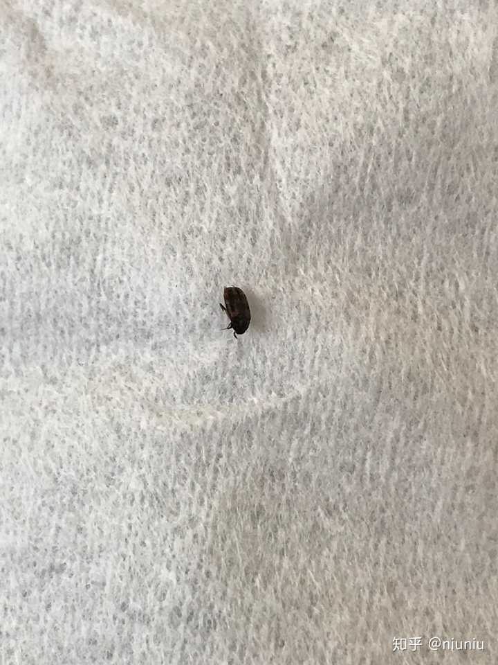 家里发现芝麻大小黑褐色硬壳虫子,不知道什么虫子?