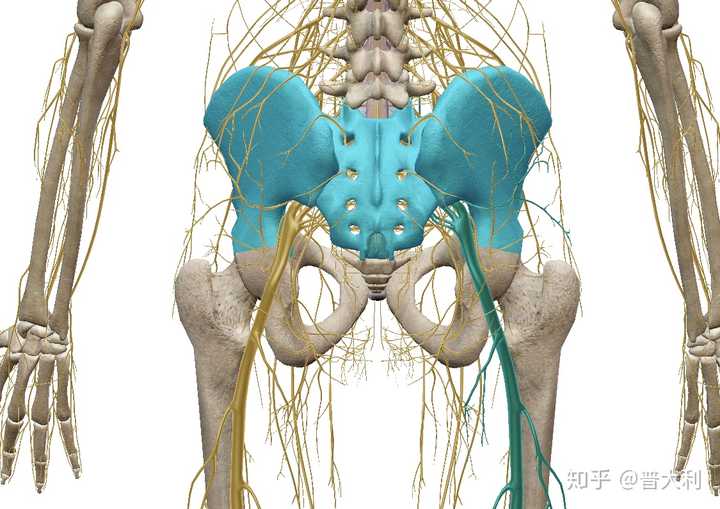 图中带有颜色的位置是骶髂关节和坐骨神经