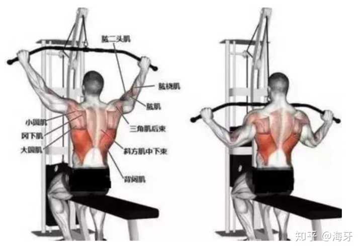 高位下拉肌肉工作图如下