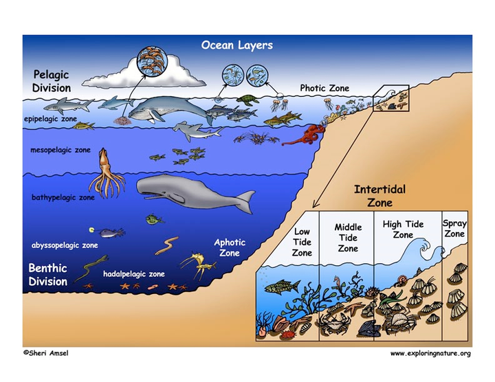 生物在海洋各个区域与深度的分布是怎样的