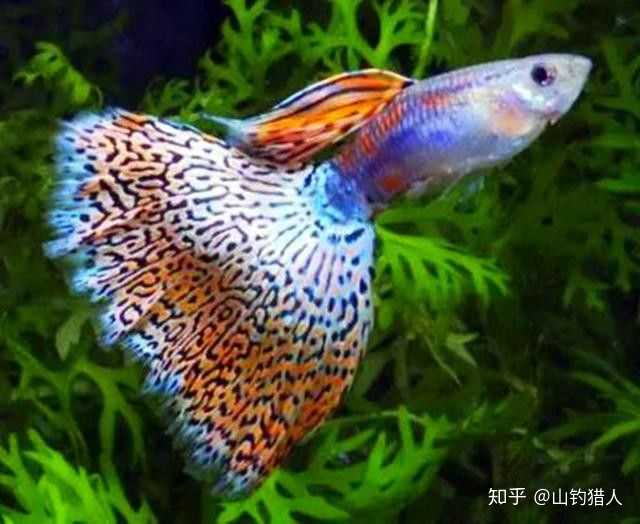 孔雀鱼配对应该几公几母?