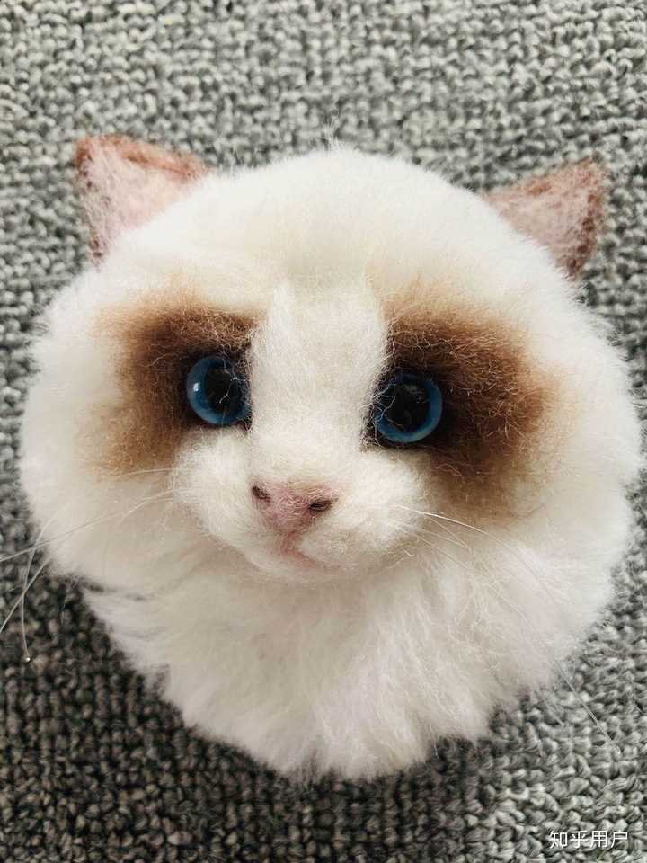 布偶猫