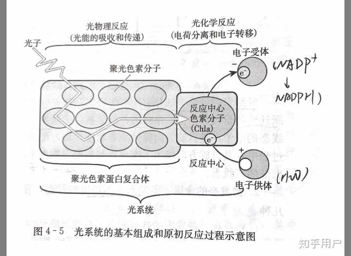 ①原初反应,把光能转化成电势能(就是通过刚才那些色素分子传导的)