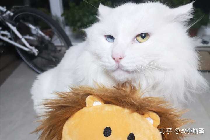 大家养狮子猫鸳鸯眼有什么体验?