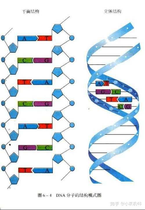 dna分子的结构式