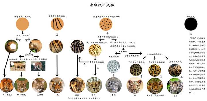 如何简单区分老虎 狮子 美洲狮 美洲虎 美洲豹 猎豹 金钱豹?www.