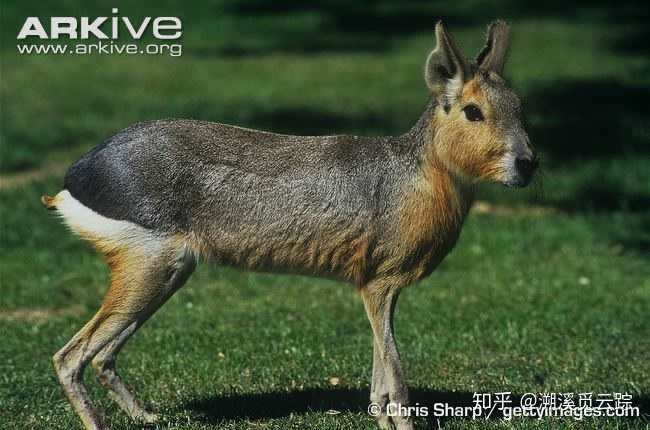 豚鼠类:巴塔哥尼亚豚鼠(dolichotis patagonum)