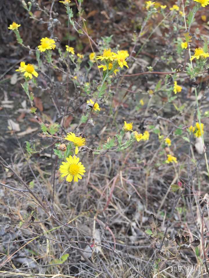 野生的菊花,苦味大,寒性重,个人感觉药效比较好,顺便发几张老村子里的