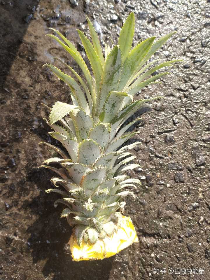 怎么在家里自己种菠萝?