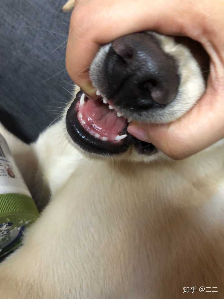 家里养了拉布拉多之后是怎样一种体验?