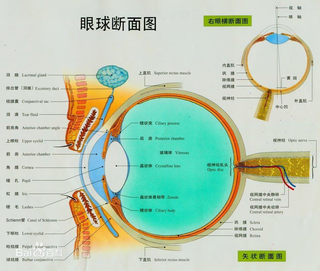 正视儿童角膜前表面非球面q值分析