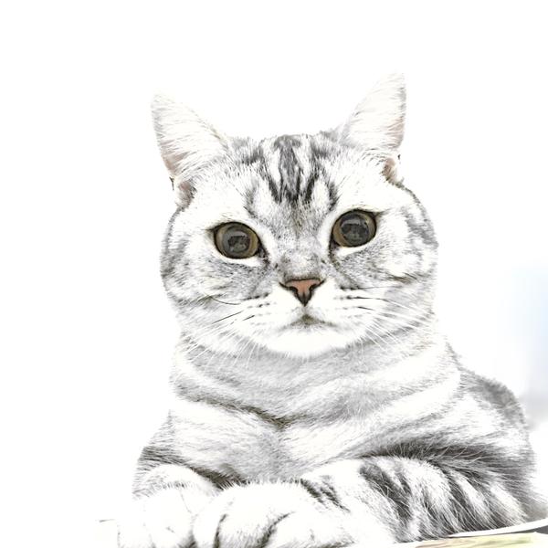 养美国短毛猫是怎样一种体验?