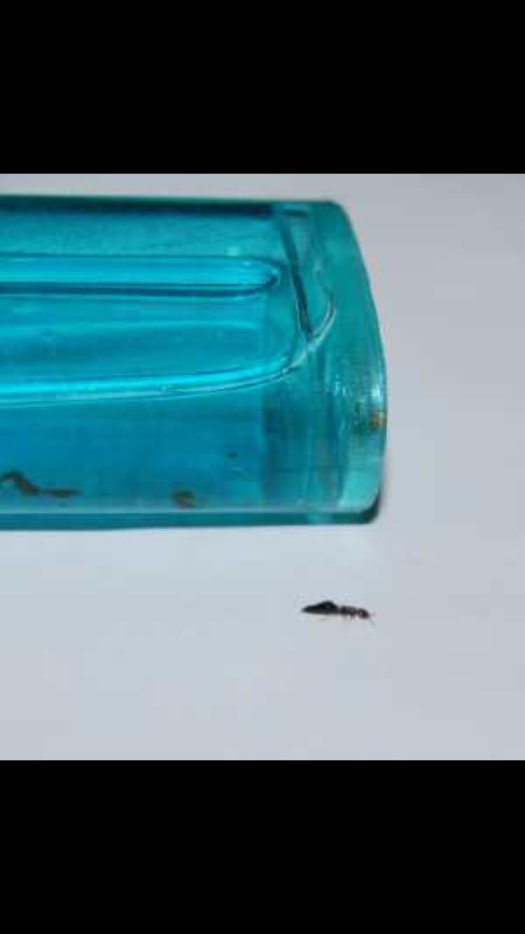 <em>兄弟姐妹</em>叔叔阿姨!这个是什么虫啊!?怎么对付