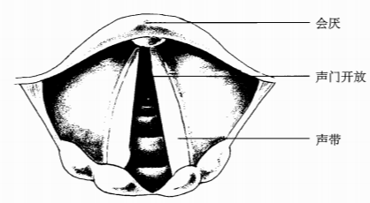 暴露声门